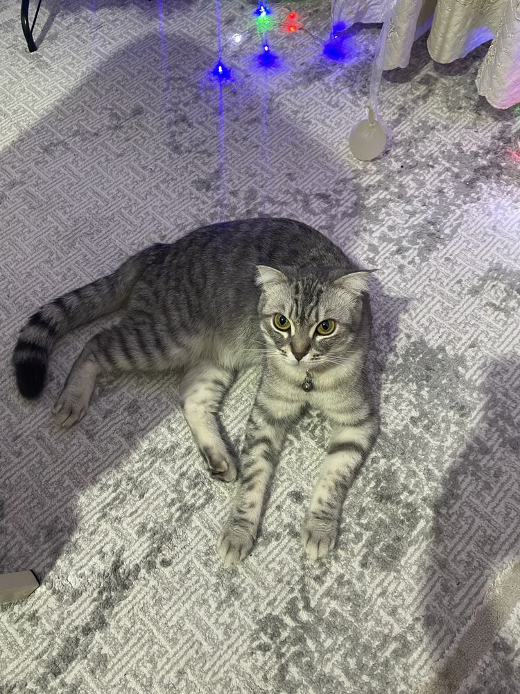 Ищу кота для вязки кошку