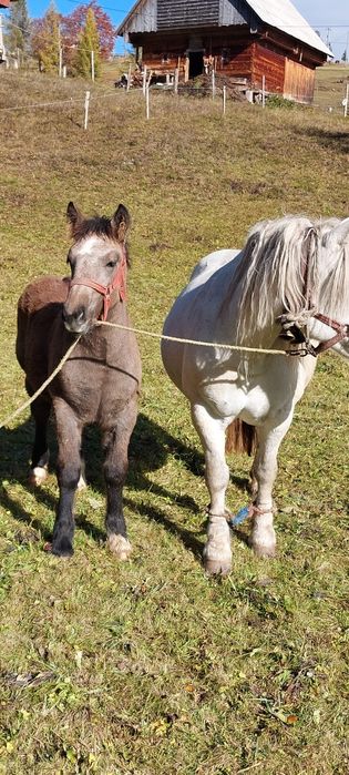Vând iapa cu manza și un cal de 7 ani