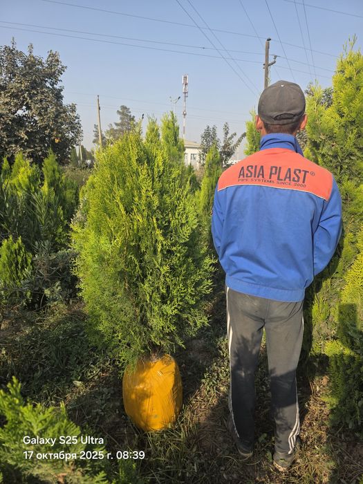 Туя голд смарагд италянский