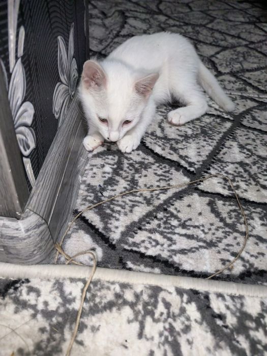 Отдам в хорошие руки котят.