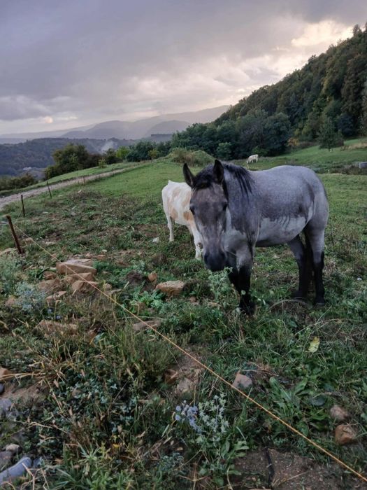 Mânza de doi ani jumate foarte cuminte