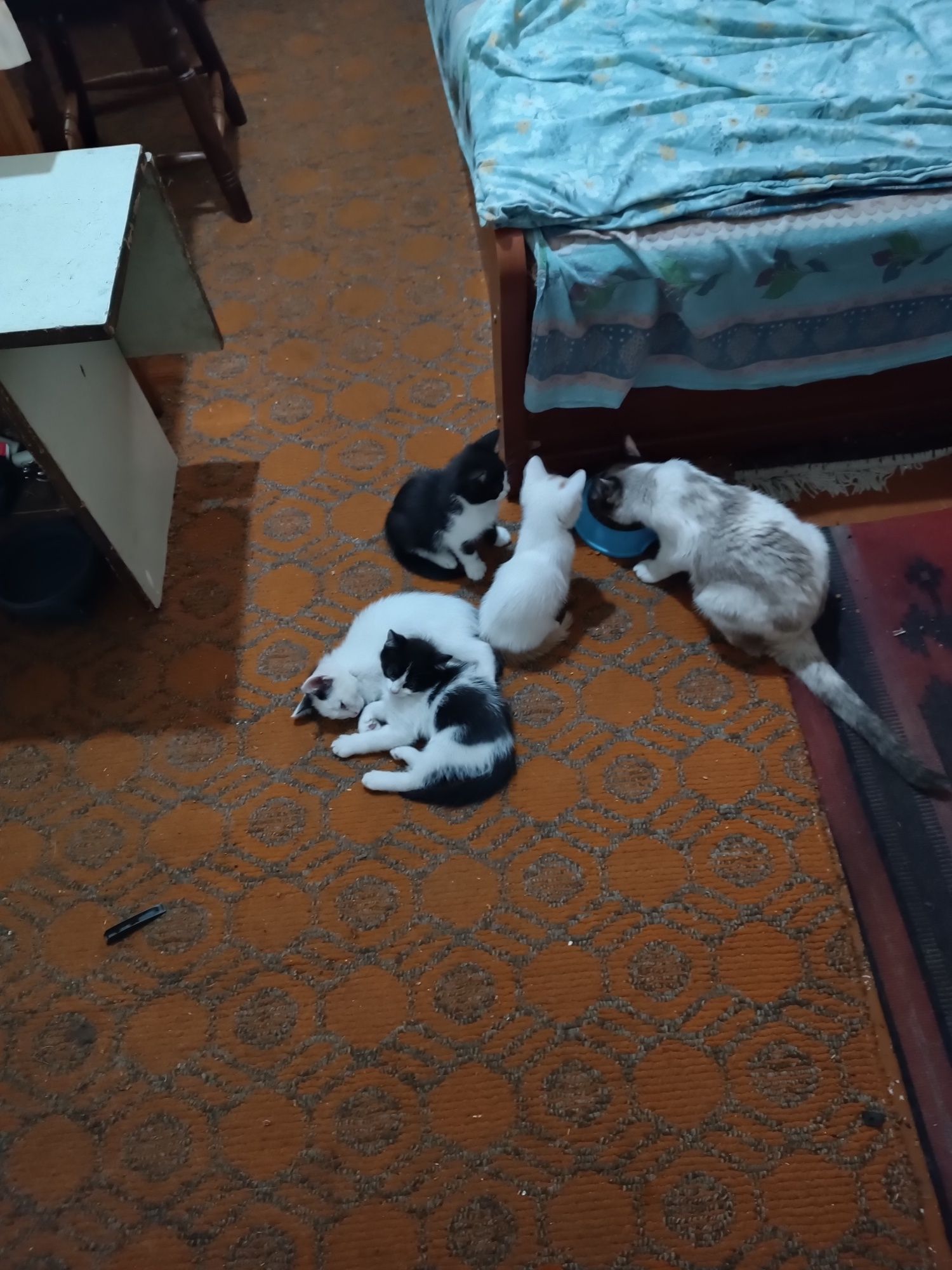 Отдам даром в хорошие руки  котёнки сиамский породы