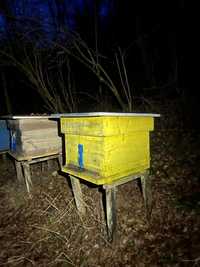 Vând 20 de familii de albine
