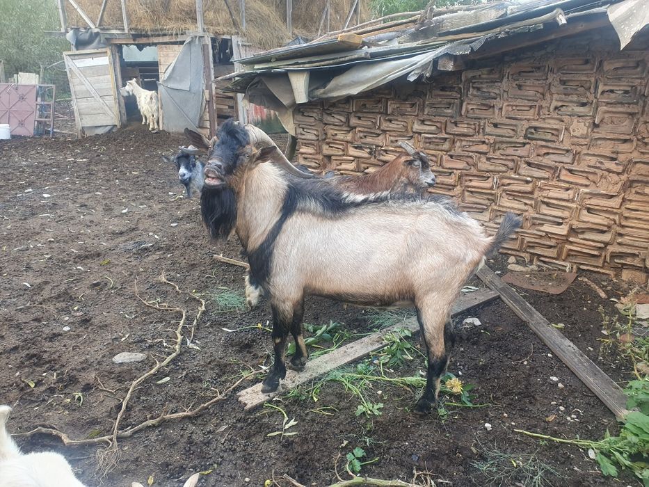 Vând țap de 3 ani