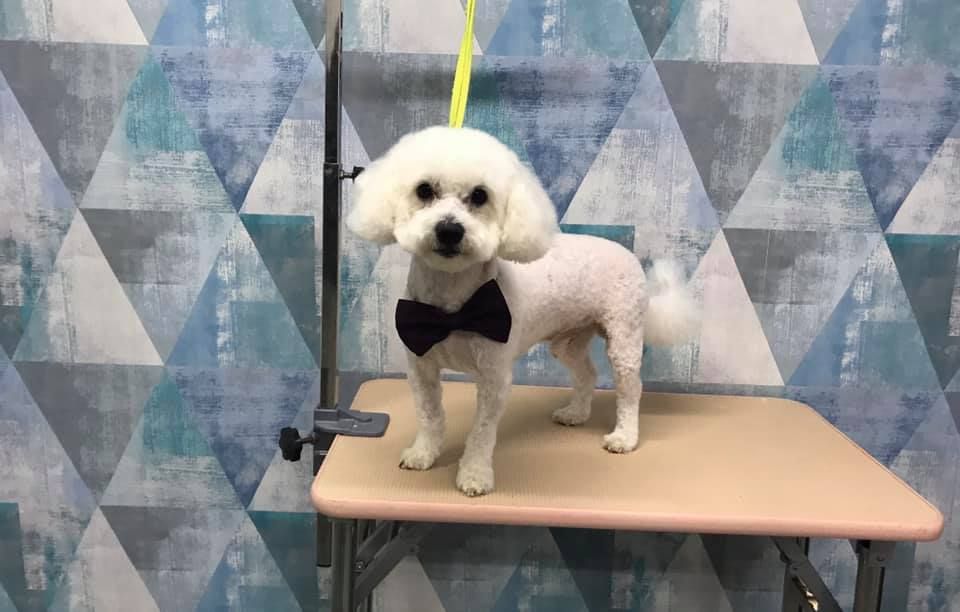 Tund caini si pisici/ Frizerie canina si felina/Tuns caini/Tuns pisici