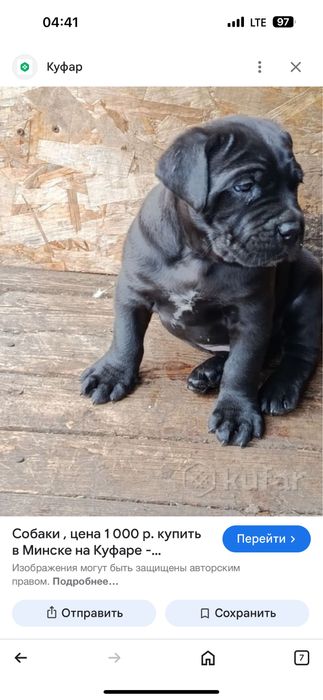 Zottor kuchuk bolasi