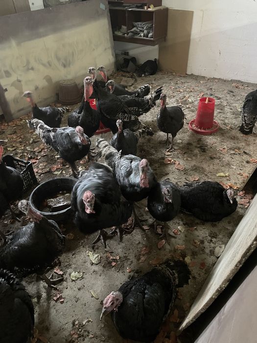 Indyuk Kurka sotiladi