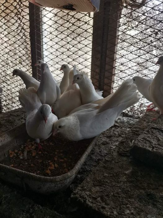 Бели гълъби по двойки