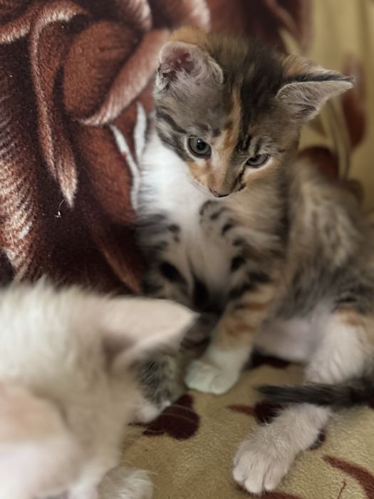 Отдам котят ответственным людям