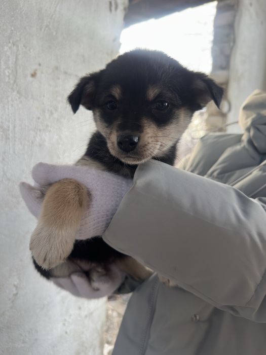 Щенок девочка вакцинирована, простерелизуем!