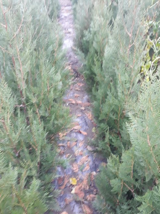 tuia biota pret bombă