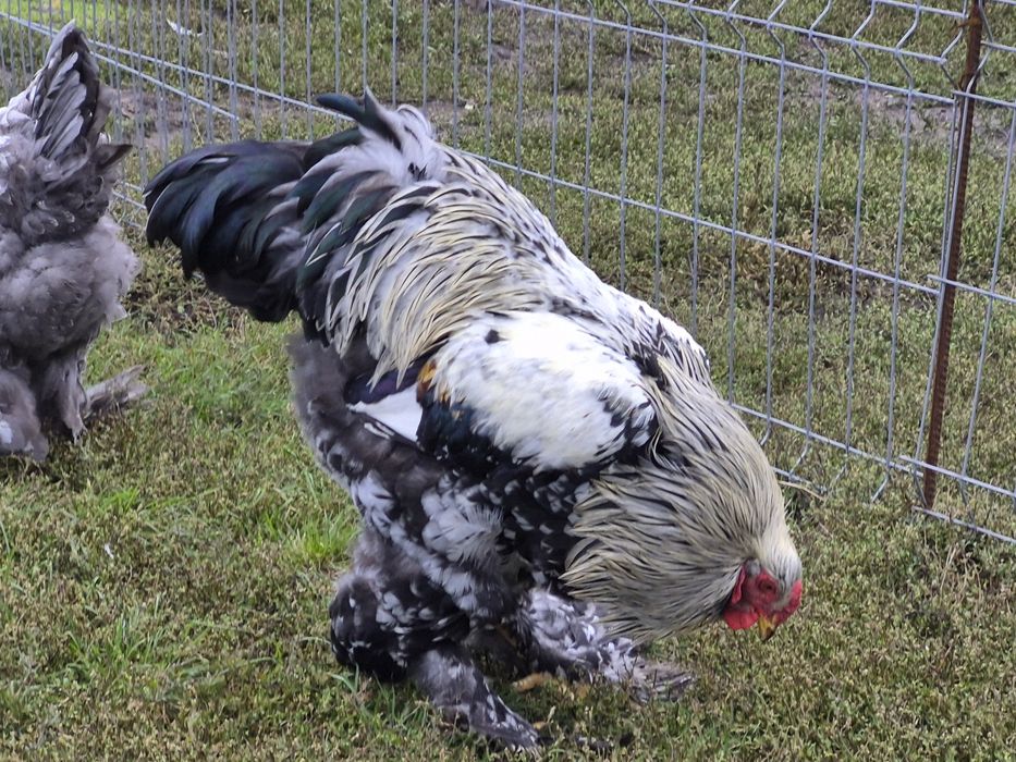 Vând păsări de țară