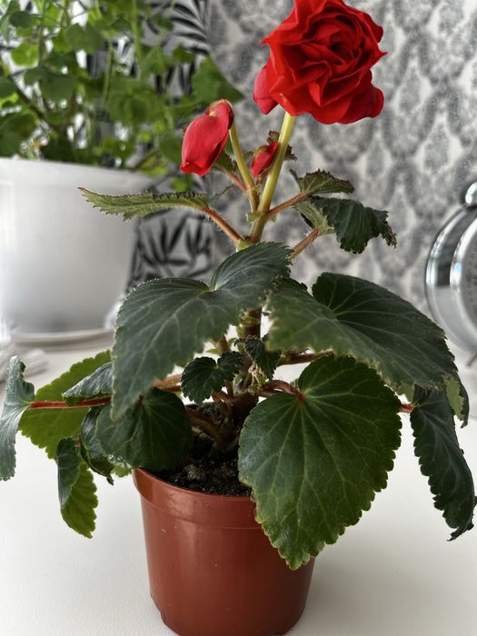 Продам бегонию домашняя