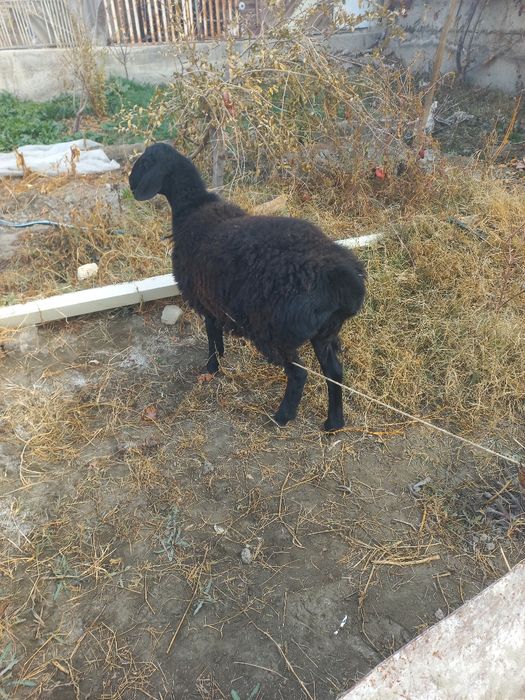 Сурхандарёдани моли сотилалади