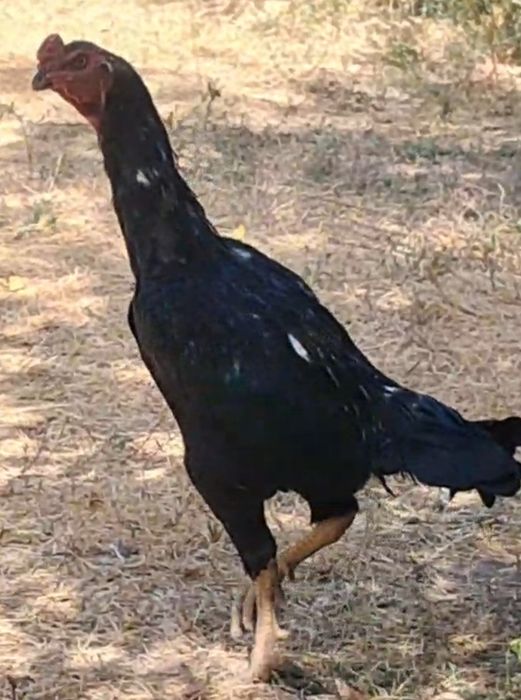 Kareya qora xo'roz sotiladi