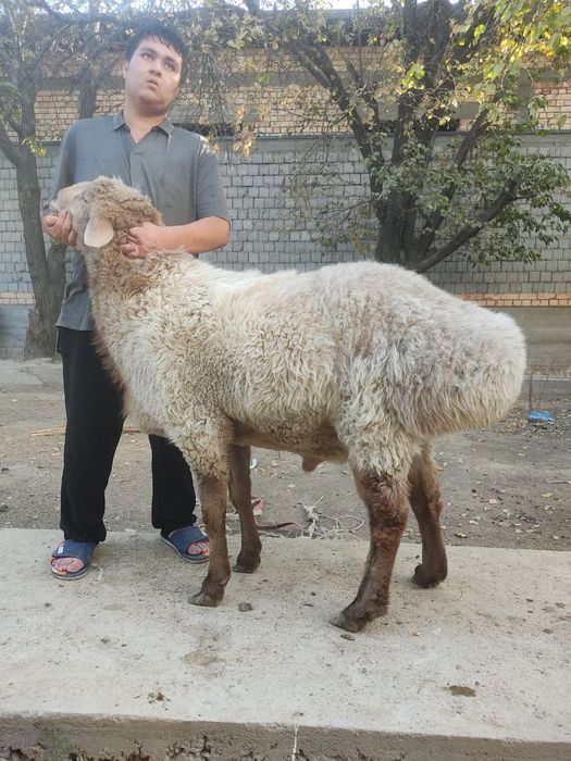 Срочна прадаетса баран