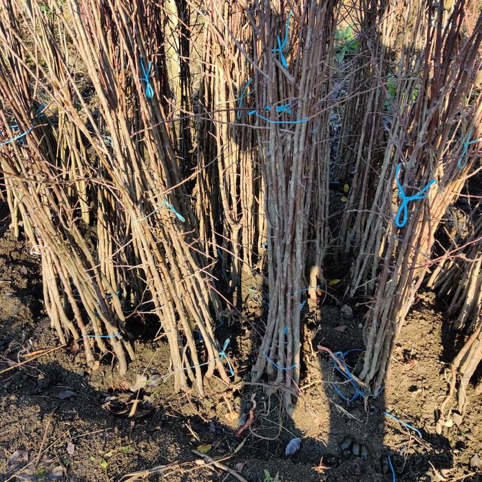 Marcote.Pomi cat.ll prun și nuci.