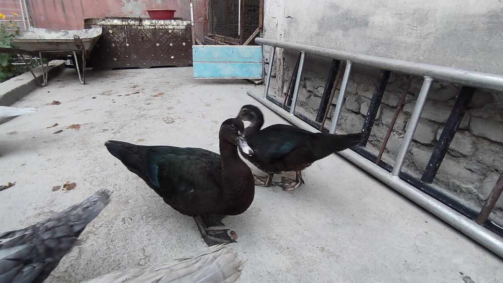 Nemetiski indautka Jojalari