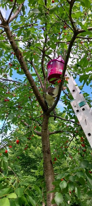 Vând livadă cu cireși 3861 mp  Sat Curpen,Com Stănesti