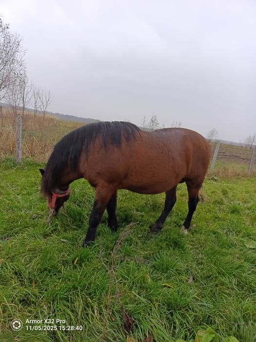 Armăsar de vânzare