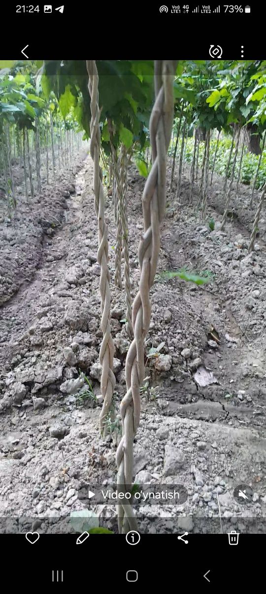 shamshod va malva(hibiscus)turli dekarativ gullar  sotiladi
