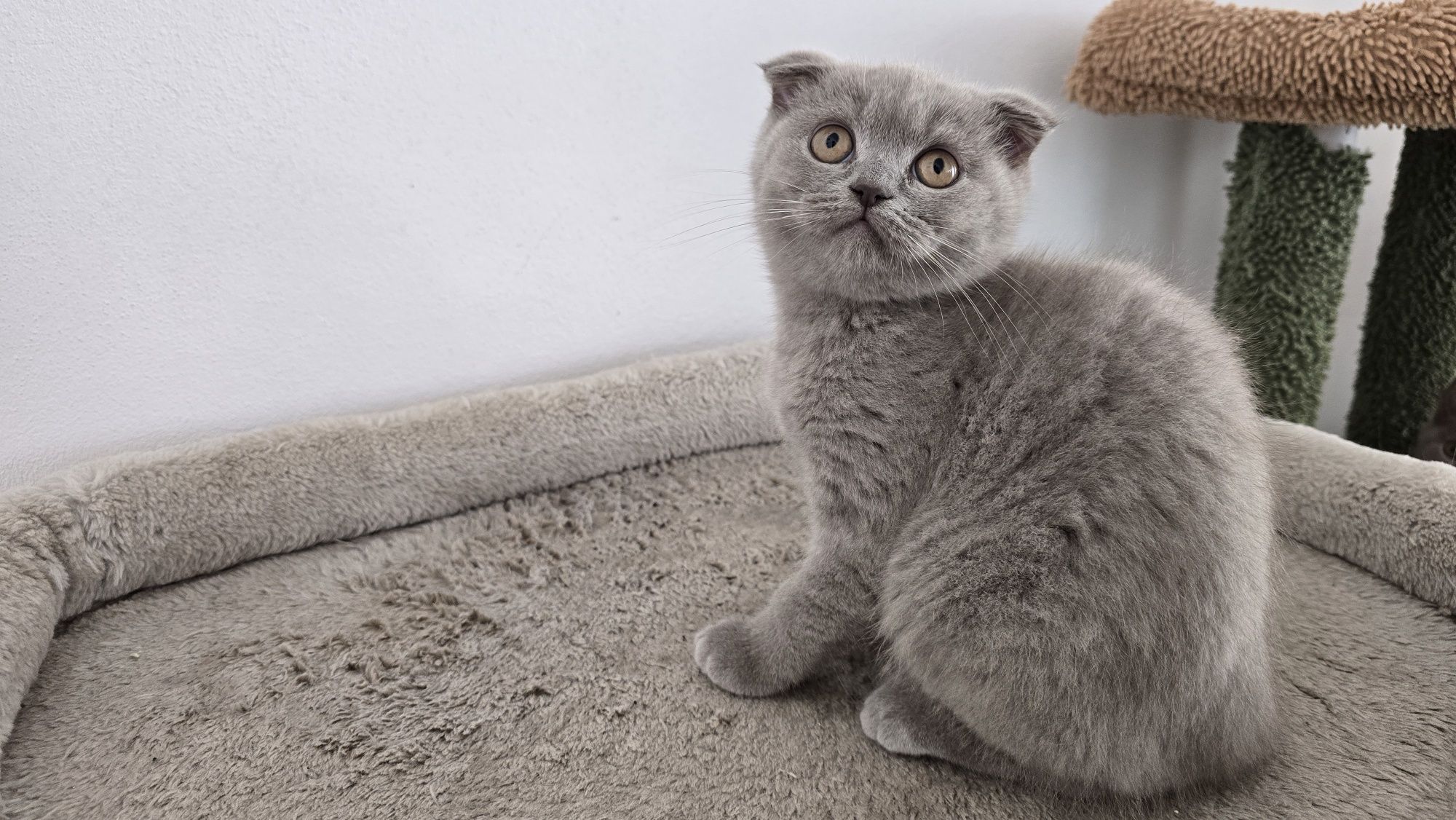 Pisici british shorthaire