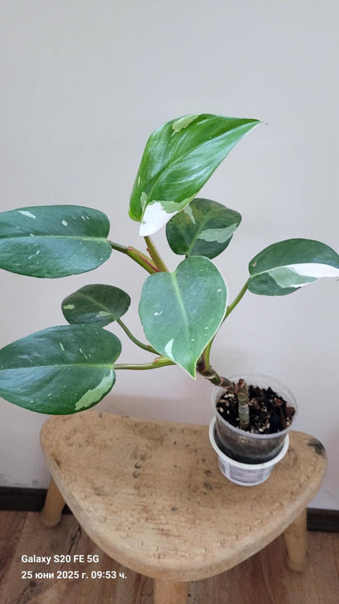 Philodendron White Princess