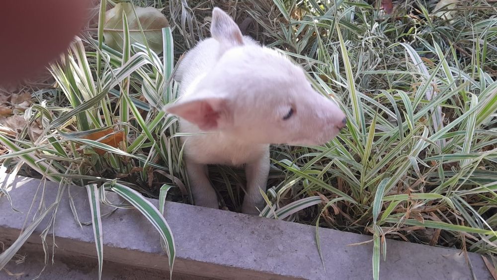 Продам породистых щенков