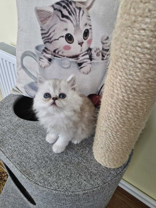 Motanel persan cu pedigree