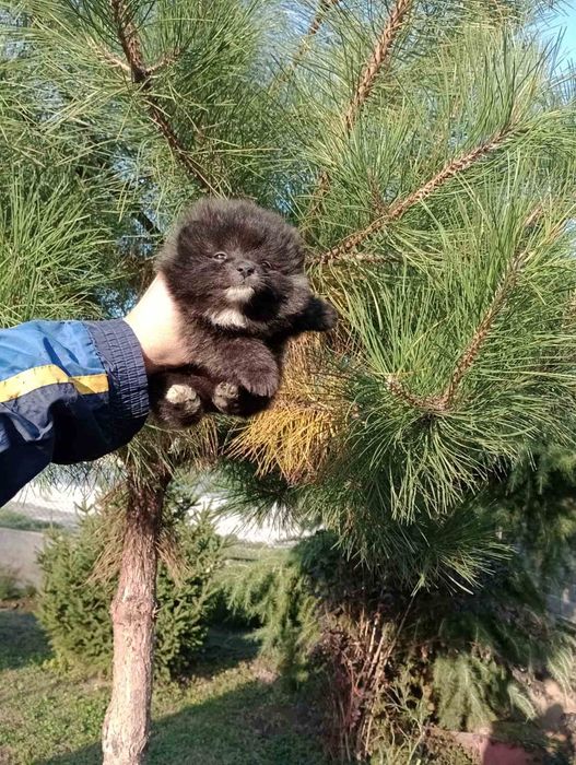 Померани. Реални снимки !