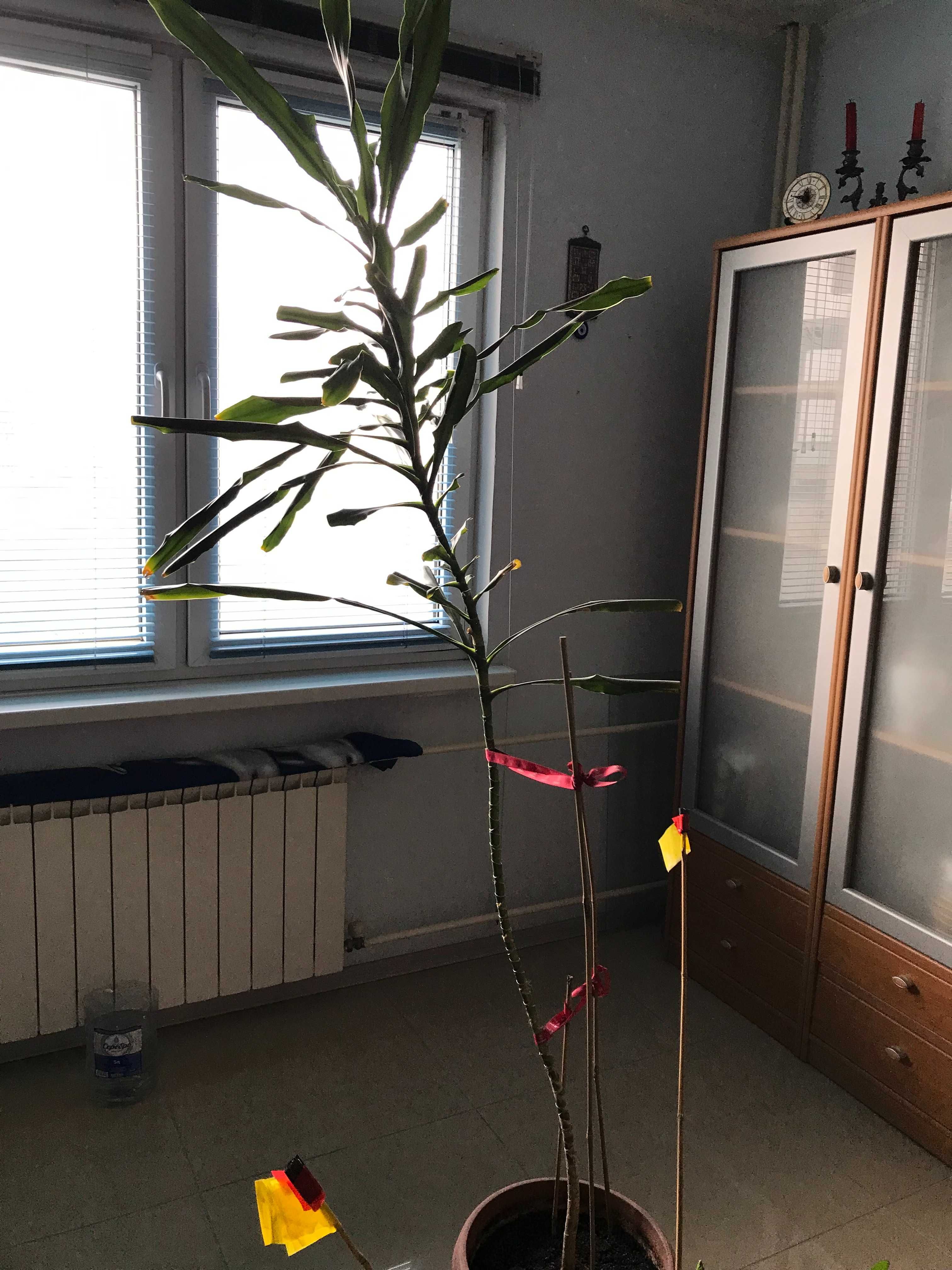 Комнатные растения, бамбук (новый)