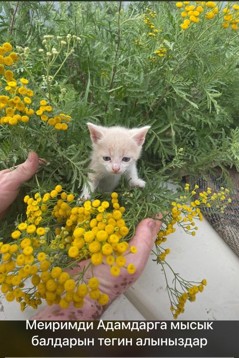 Котята «Турецкий Ван» отдам в хорошие , добрые руки