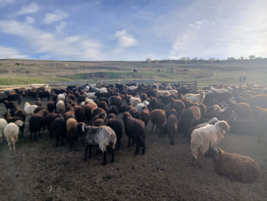 Vand Cârlani 250 bucati