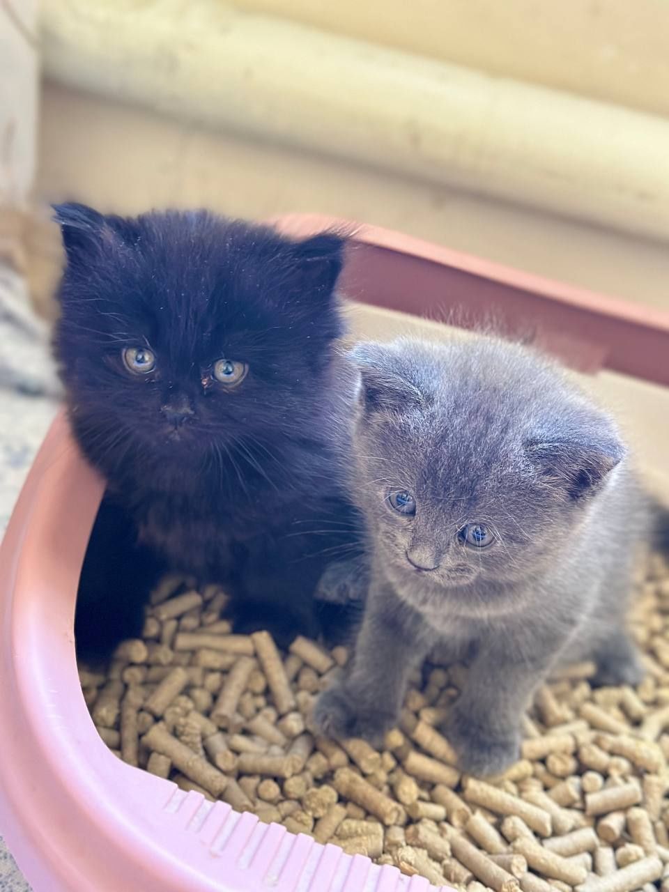 Продаётся котики