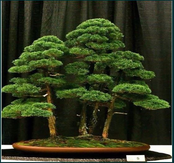 бонзай bonsai bonzai мини дръжчета