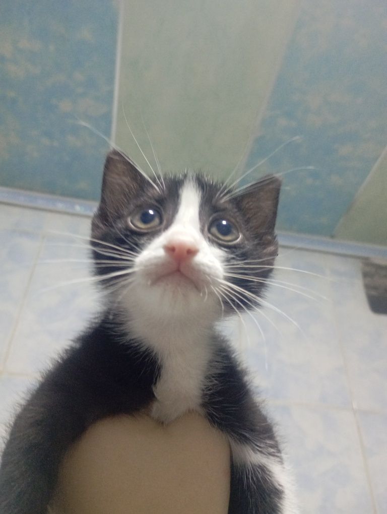 Отдадим котят в добрые руки