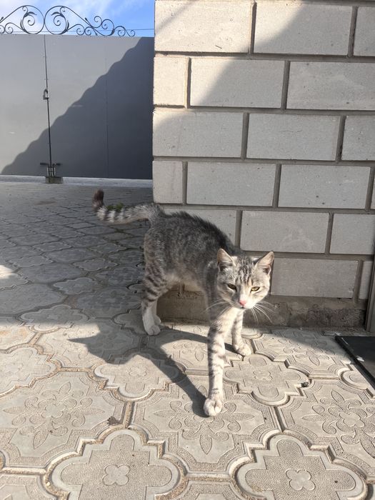 Отдам кота в добрые руки