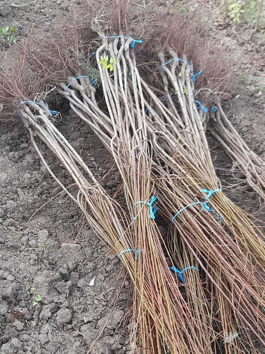 Nuci si pomi fructiferi de vânzare