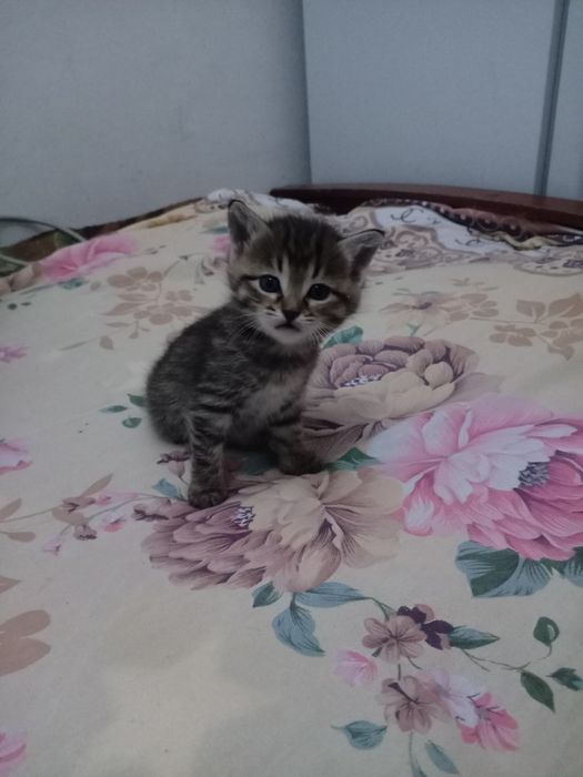 Котята в хорошие руки.