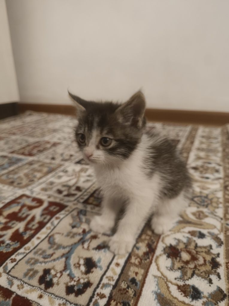 Мысықтың баласы 1 ай жүгіреді ойнайды