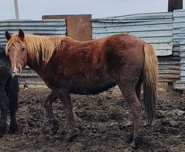 Продаю жирную байтал лошадь бие