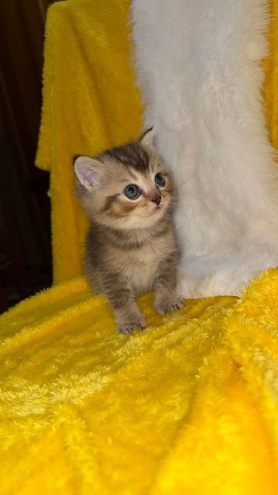 Золотая шиншилла мальчик