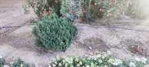 Shamshod  kochat