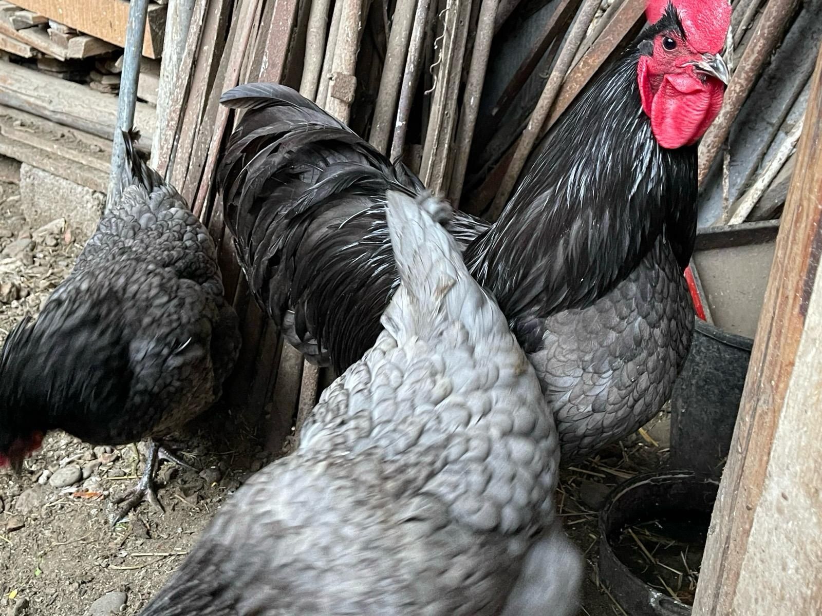 Australorp oua incubat