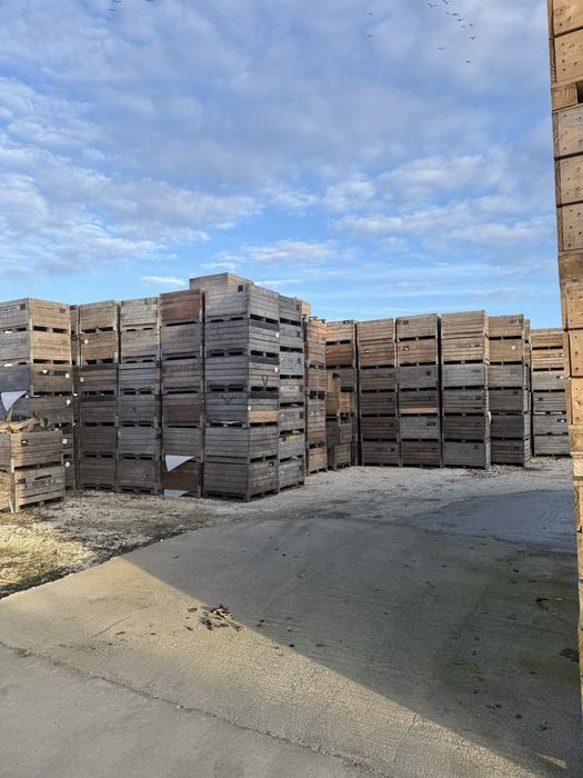 Boxpaleti lemn , lazi  lemn , depozitare.