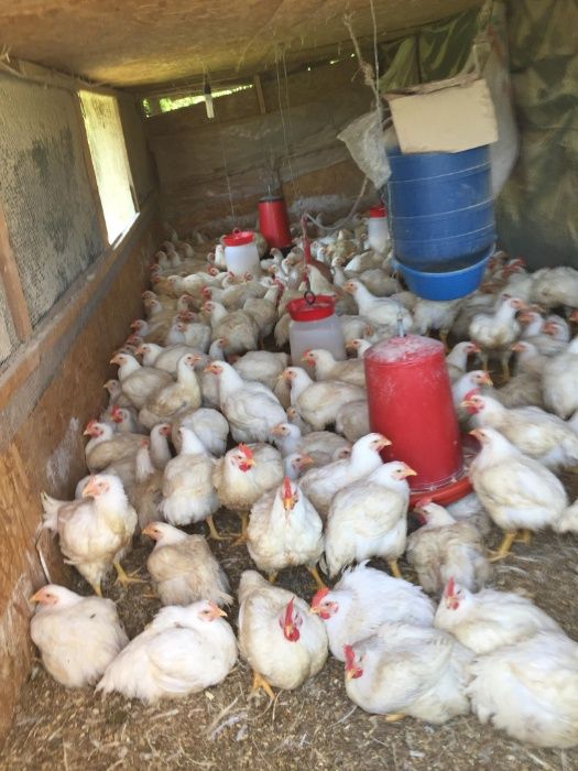 Pui de carne gustosi.