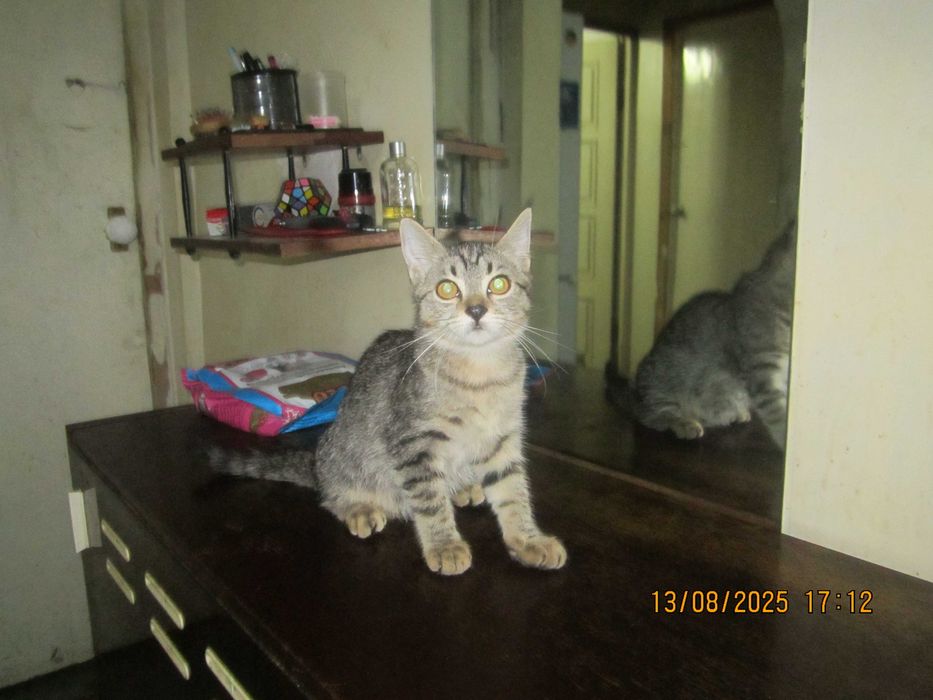 В добрые руки. Смотрите другие объявления автора