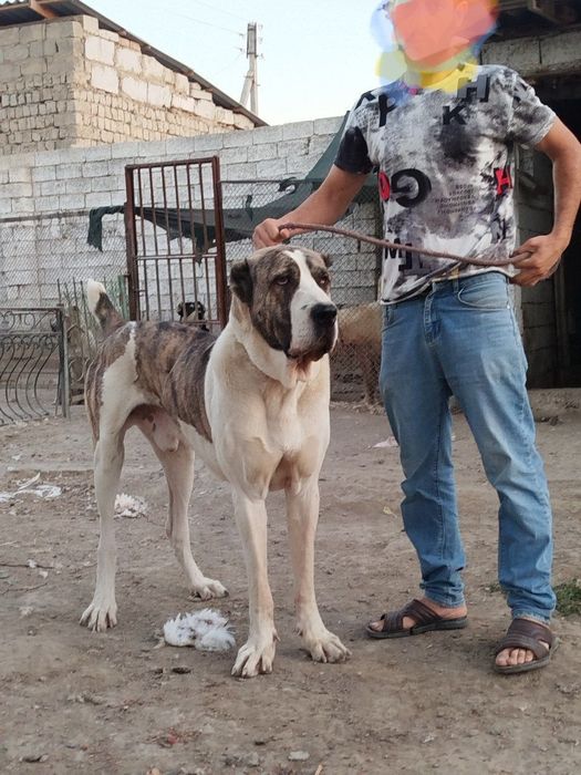 Katta Alabay sotiladi bir yarim yosh bulyabt
