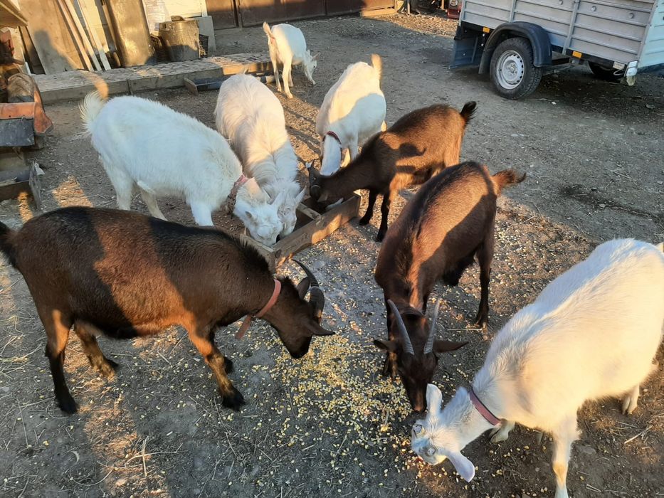 Vand capre rasa alpina franceza Și Sannen