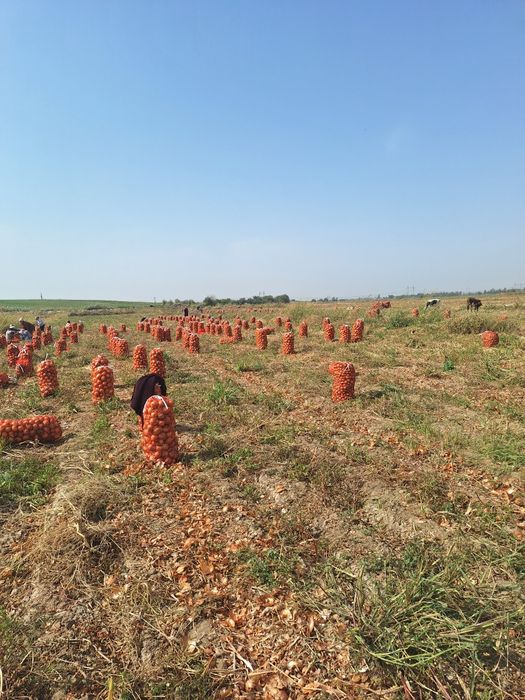 Kechki piyoz qishga sqlasa boladi